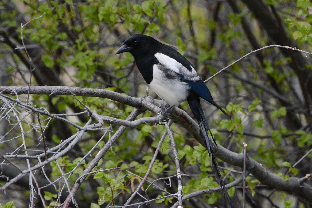 Magpie, Black-billed, 2015-05318798 Rocky Mountain National Park, CO.JPG - Black-billed Magpie. Rocky Mountain National Park, CO, 5-31-2015